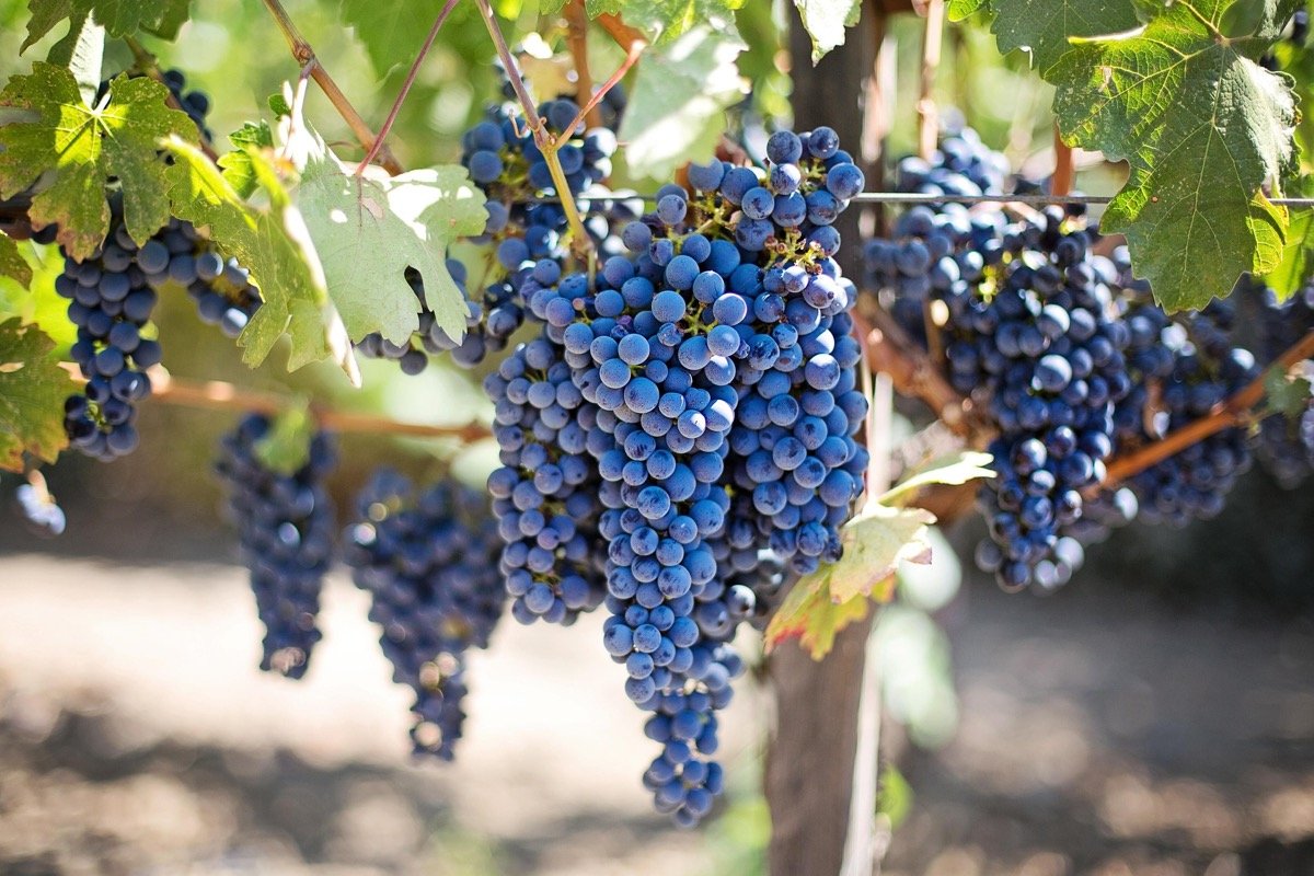 Grappes de raisin sur la vigne, lumière d'automne